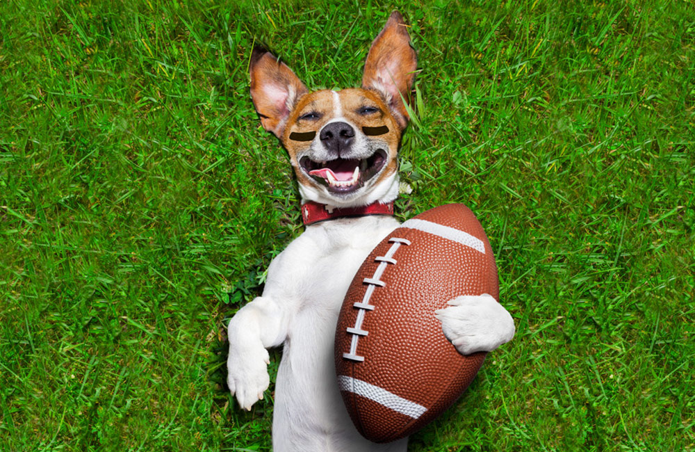 photodune-8177824-american-football-dog-s